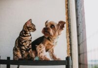 A Bengal cat and Yorkshire Terrier sit together on a shelf by a window, showcasing pet companionship.