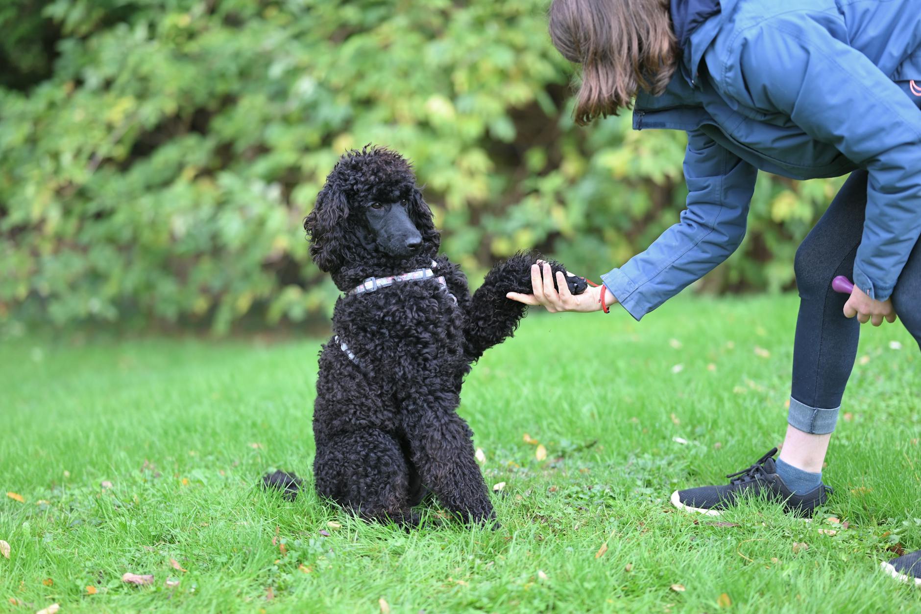 Como adestrar seu cachorro em casa passo a passo