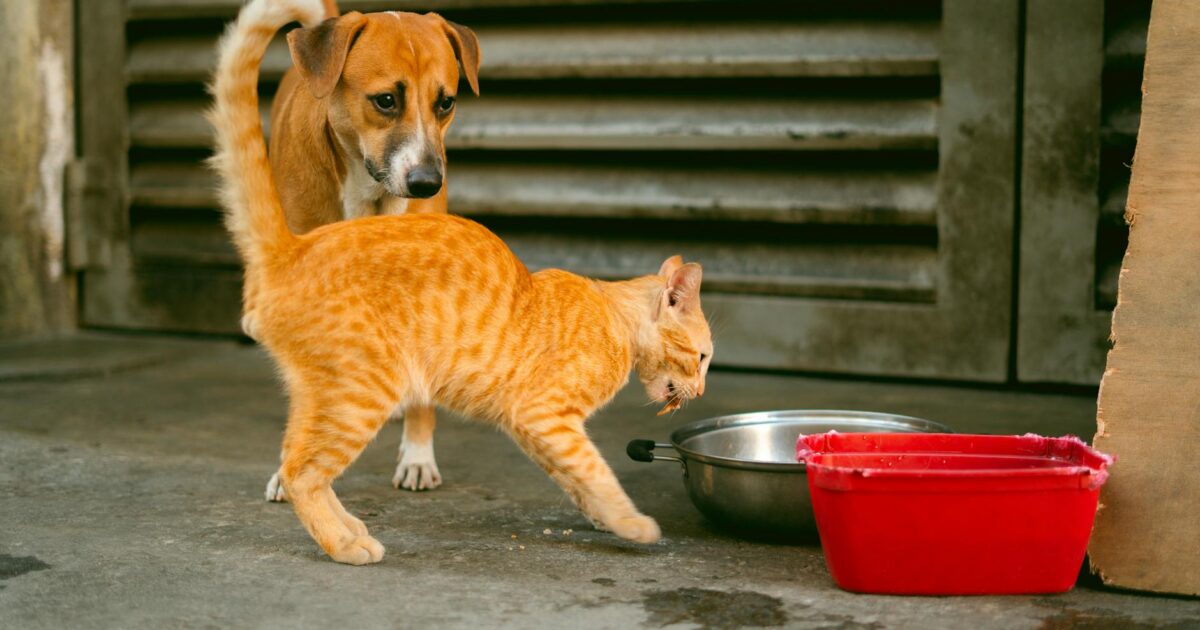 Como escolher a ração certa para o seu pet: Guia Completo