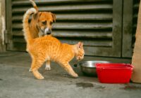 Como escolher a ração certa para o seu pet: Guia Completo