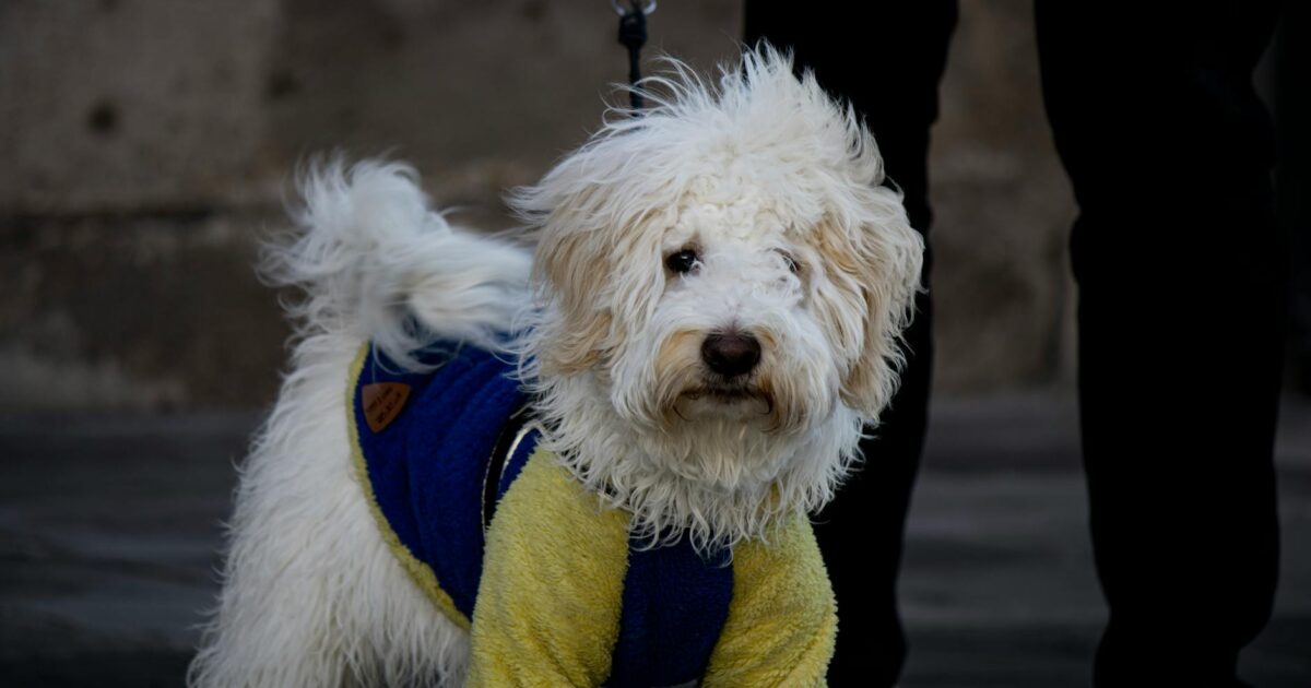 Doenças respiratórias em pets no frio: Guia de Cuidados