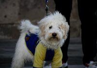 A charming fluffy dog wearing a colorful sweater, standing outdoors on a leash.