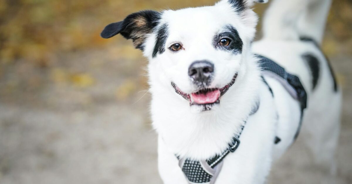 Passeios seguros com seu cachorro: dicas essenciais