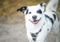 Passeios seguros com seu cachorro: dicas essenciais