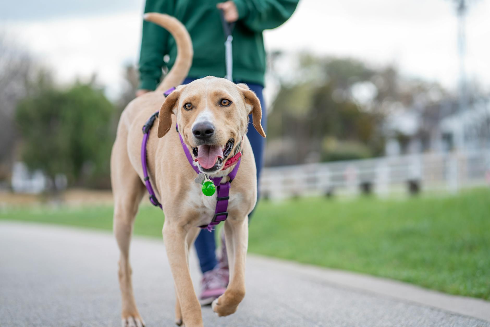 Passeios seguros com seu cachorro: dicas essenciais