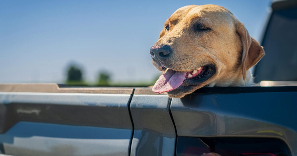 Viagens com pets: tudo que precisa saber para uma aventura