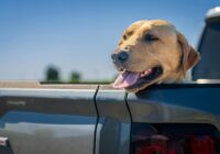 A cheerful Labrador Retriever dog with tongue out, enjoying a ride in the pickup truck under clear blue skies.