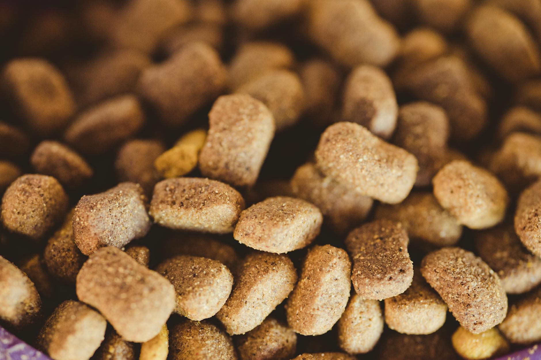 Alimentos proibidos para cães e gatos: O guia de segurança