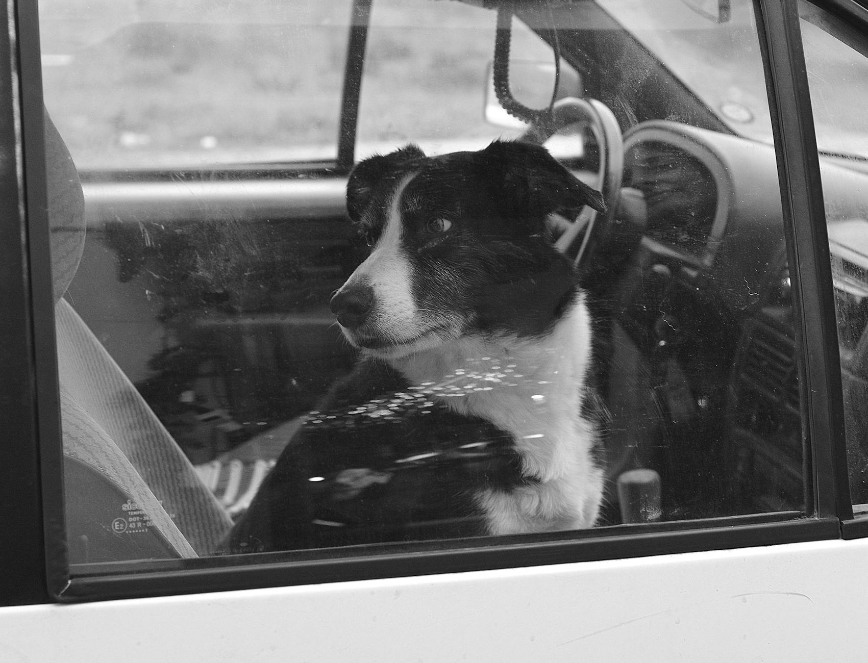 A curious Border Collie sits inside a car, looking out the window.