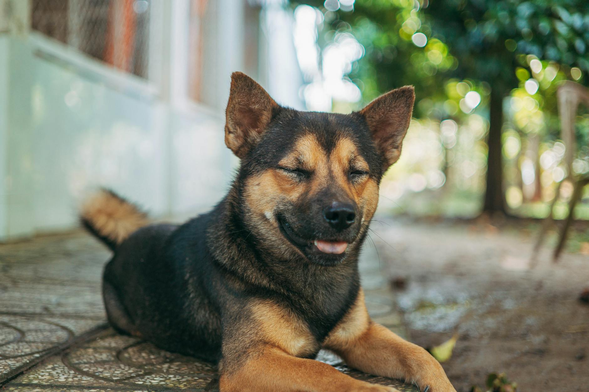 Como proteger seu pet no verão brasileiro: Guia Completo