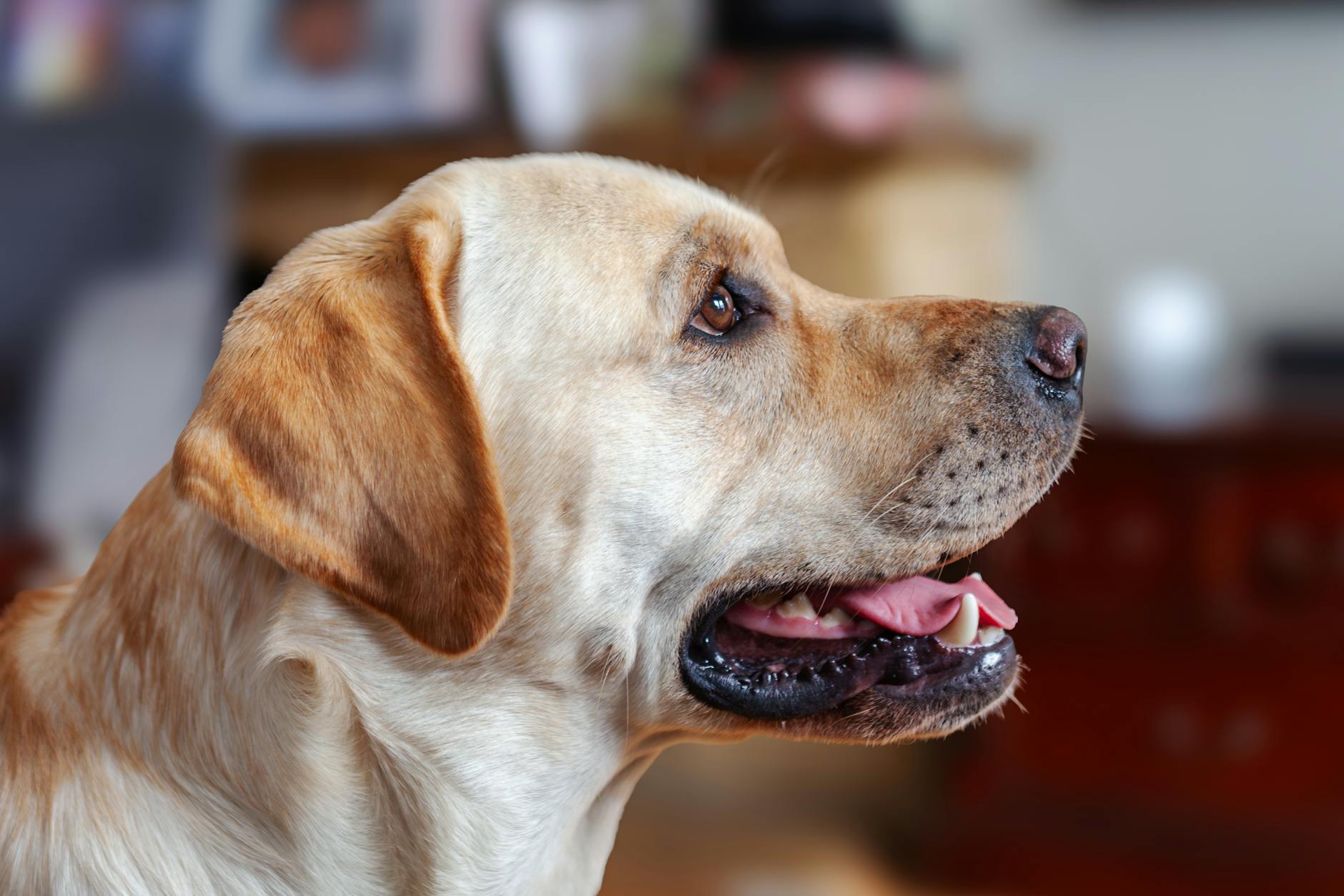 Labrador Retriever: guia completo da raça para tutores