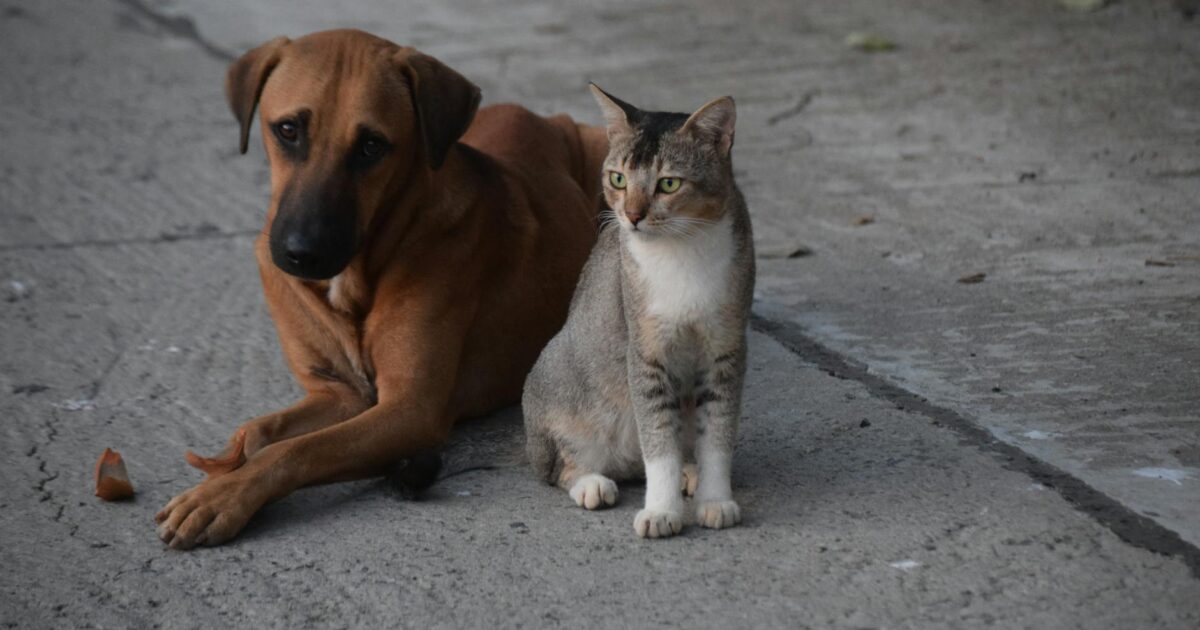 Dia do Meio Ambiente: pets e sustentabilidade