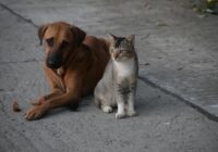 A dog and a cat sitting together on a concrete street in Kolkata. Perfect harmony in an urban setting.