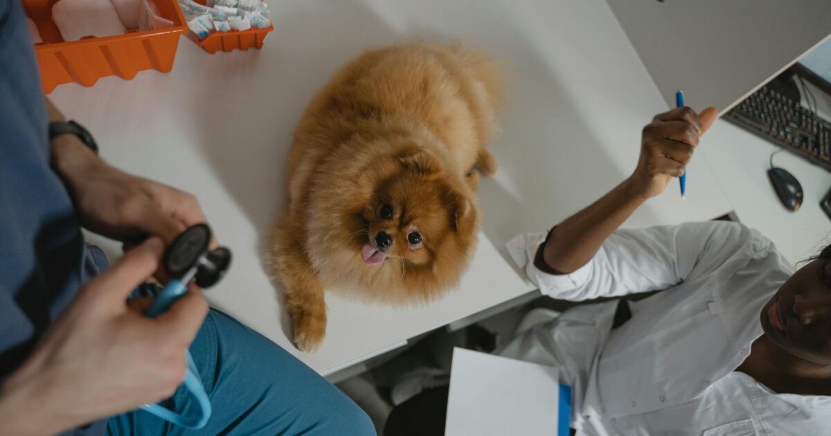 Verminose em cães: sintomas, tratamento e prevenção