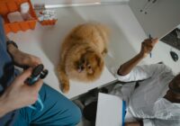 Verminose em cães: sintomas, tratamento e prevenção