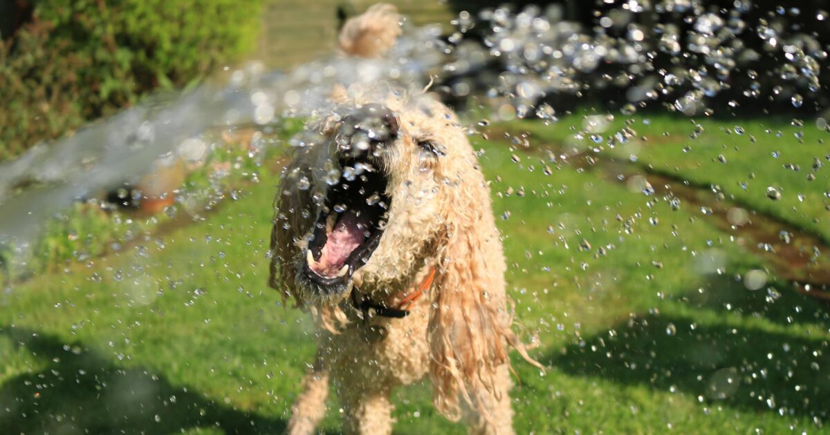 Como proteger seu pet no verão brasileiro: Guia Essencial