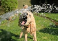 Como proteger seu pet no verão brasileiro: Guia Essencial