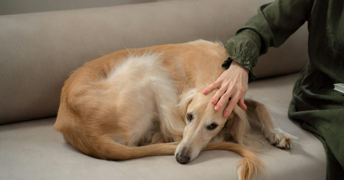 Como saber se meu pet está com dor