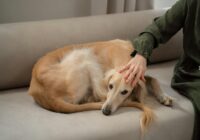 A Greyhound dog lies calmly on a sofa, comforted by its owner's gentle hand.