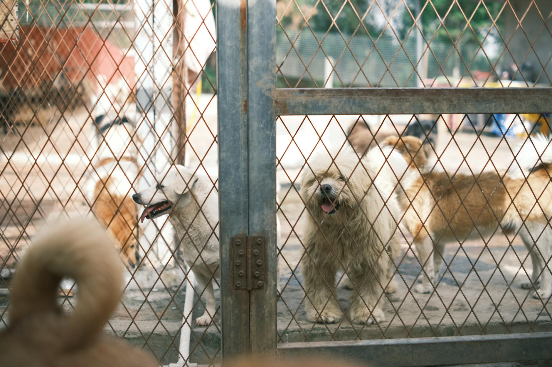 Adotar ou comprar um pet? Guia para tomar a decisão certa