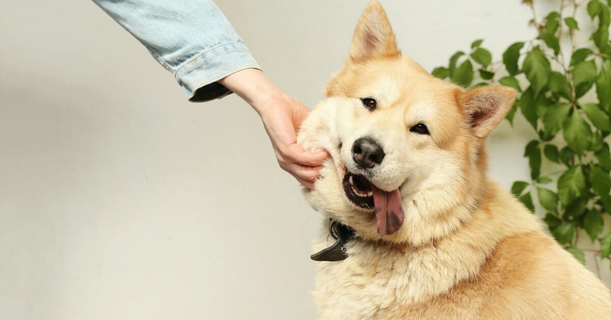 Guarda responsável de animais: o que você precisa saber