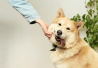 Guarda responsável de animais: o que você precisa saber