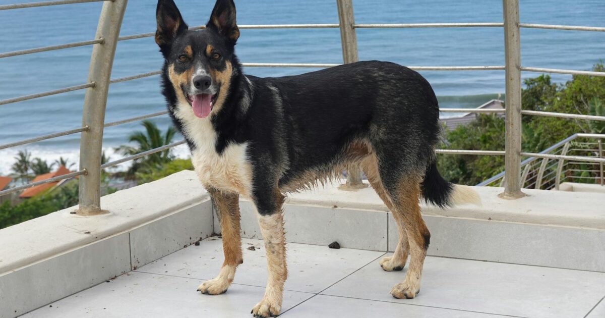 Border Collie: a raça mais inteligente do mundo