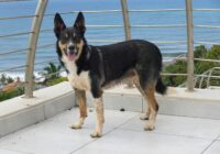 A happy dog standing on a seaside terrace, enjoying the ocean view.