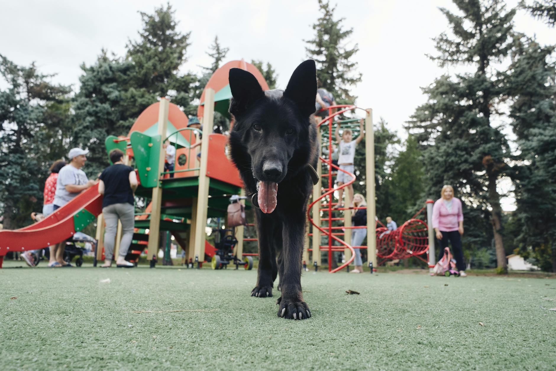 A joyful black German Shepherd exploring a lively outdoor playground with people in the background.
