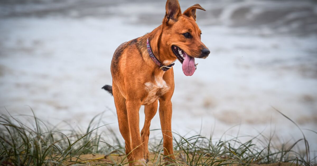 Linguagem corporal dos cães: aprenda a entender seu pet