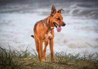 A lively pinscher dog with a collar romps on a sandy beach, displaying playful behavior.