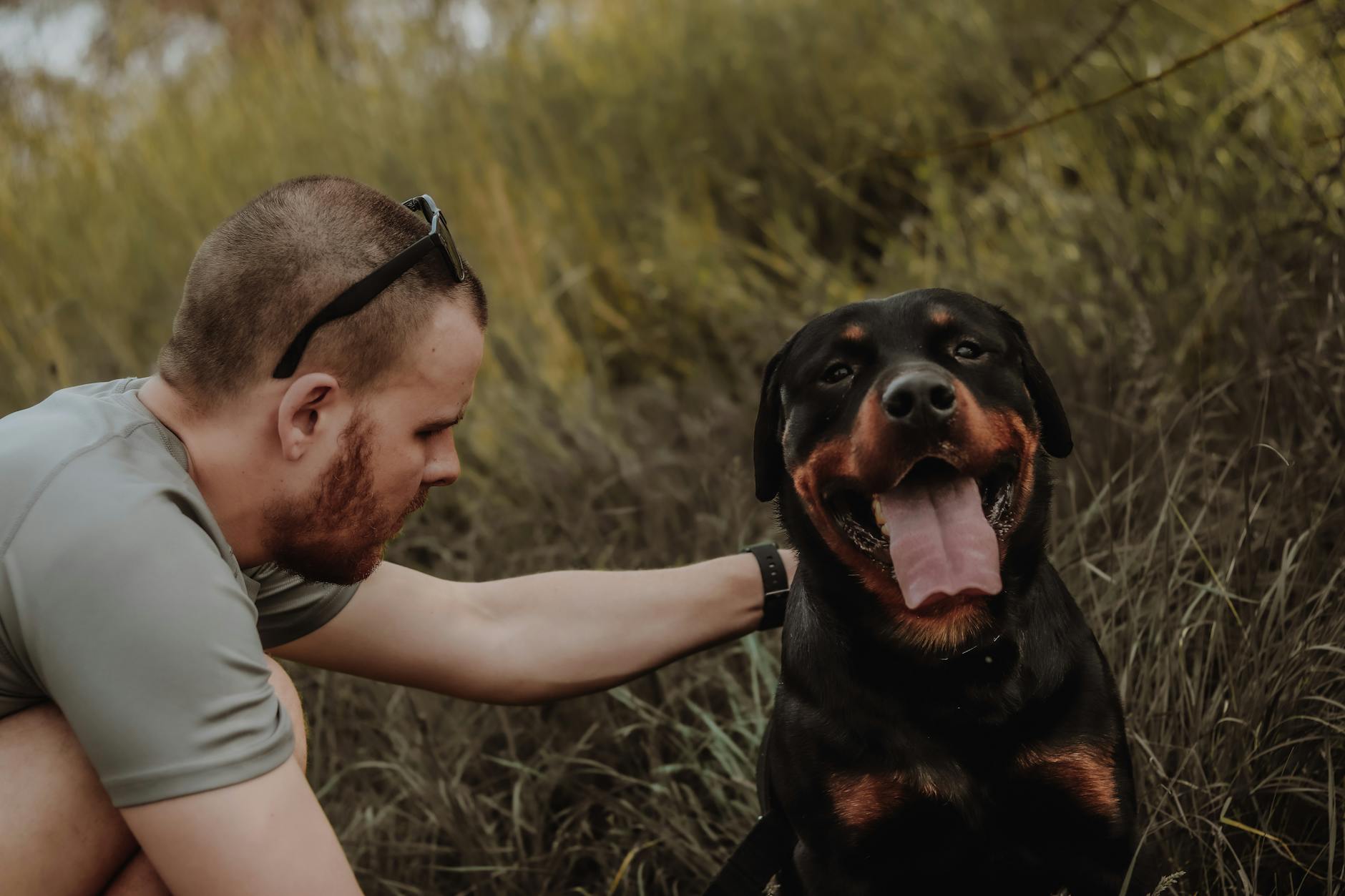 Guarda responsável de animais: o que você precisa saber