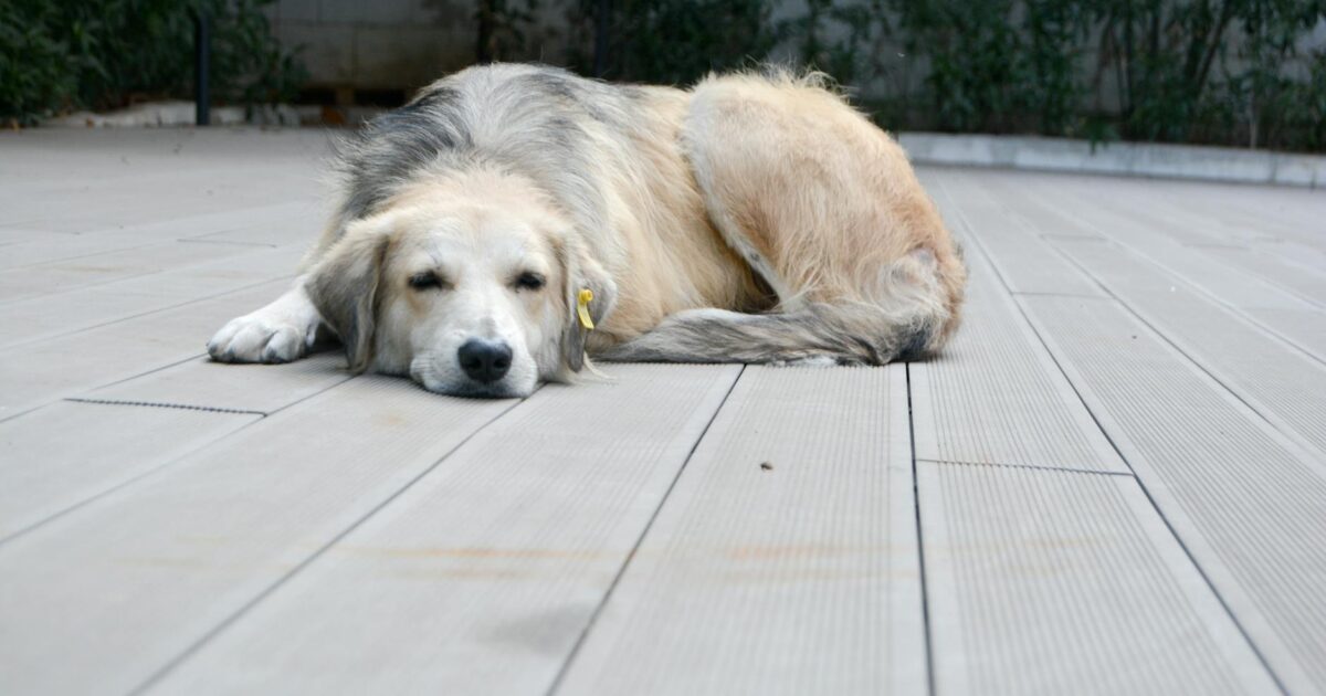 Dia do Meio Ambiente: pets e sustentabilidade: guia prático