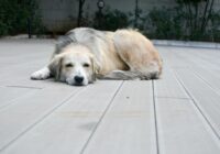 A serene golden retriever sleeps on a wooden deck in a quiet outdoor area, showcasing its calm demeanor.