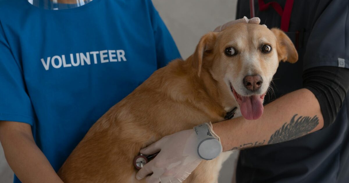 Plano de saúde para pets: vale a pena? Guia Completo