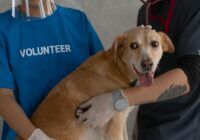 A veterinarian and volunteer examine a happy dog with a stethoscope.