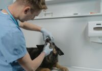 A veterinarian examines a dog's teeth, showcasing pet healthcare and dental check-up in a clinic setting.