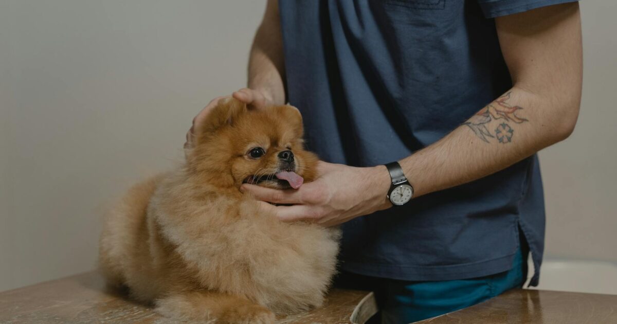 Medicina Veterinária Integrativa: O Que É e Benefícios