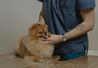 A veterinarian examines a fluffy Pomeranian dog on a table, providing care and comfort.