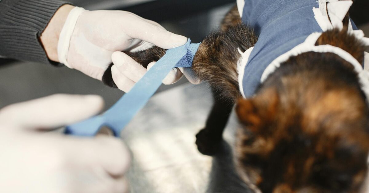 Vacinação de gatos: tudo que você precisa saber
