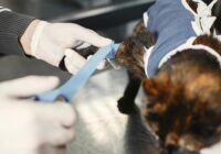Vacinação de gatos: tudo que você precisa saber