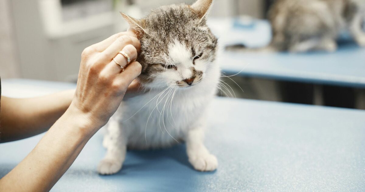Vacinação de gatos: tudo que você precisa saber
