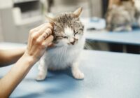 Vacinação de gatos: tudo que você precisa saber