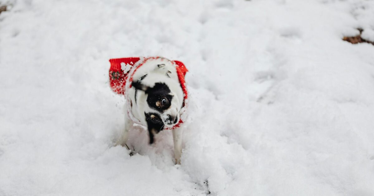 Inverno chegando: como preparar seu pet para o frio