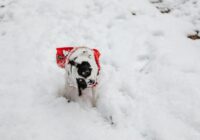 Inverno chegando: como preparar seu pet para o frio