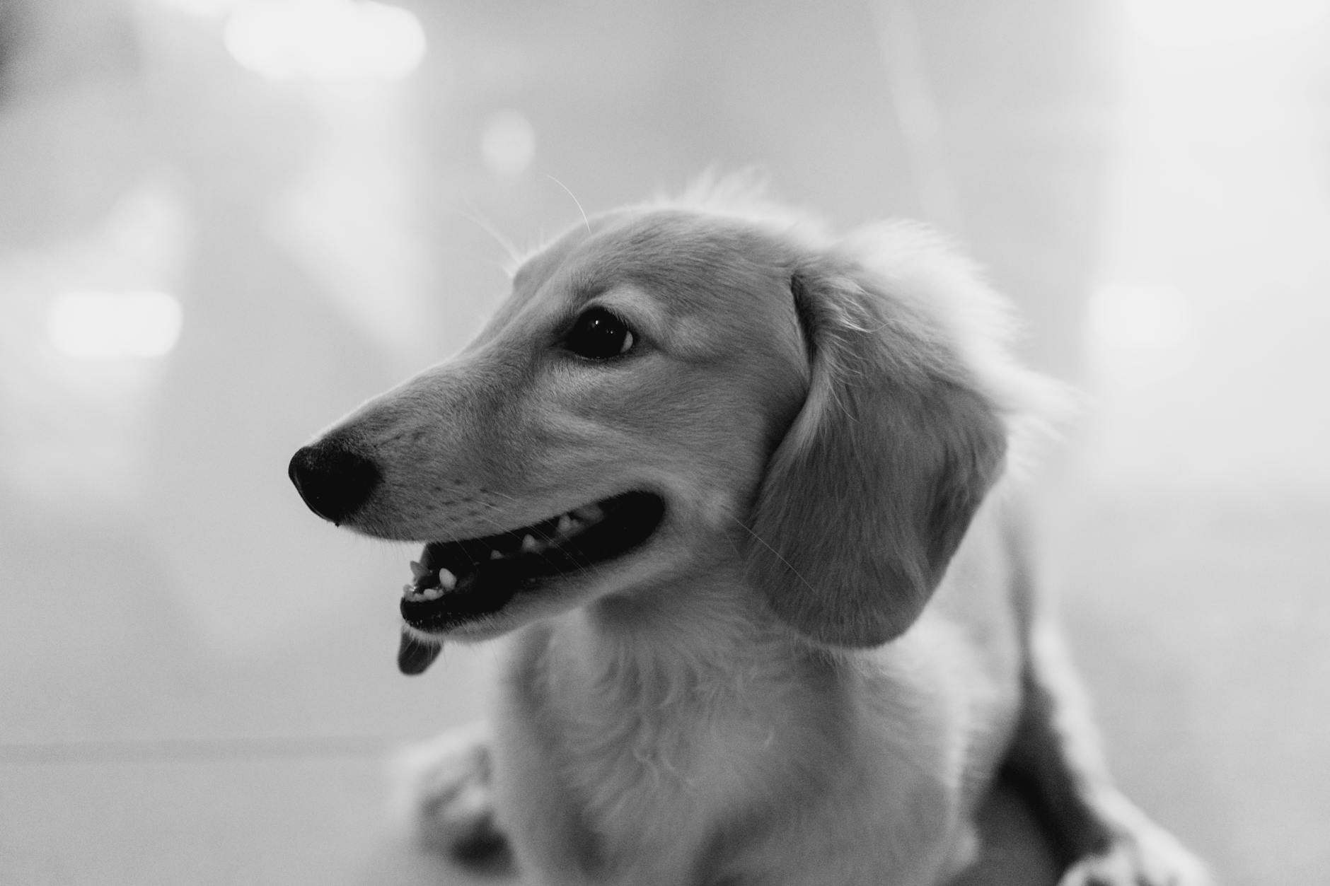 Preparando sua casa para receber um novo pet: Guia Completo