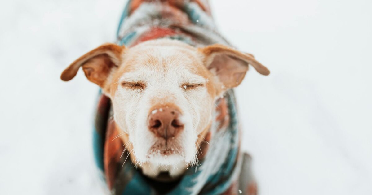Inverno chegando: como preparar seu pet para o frio
