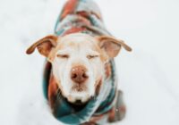 Inverno chegando: como preparar seu pet para o frio