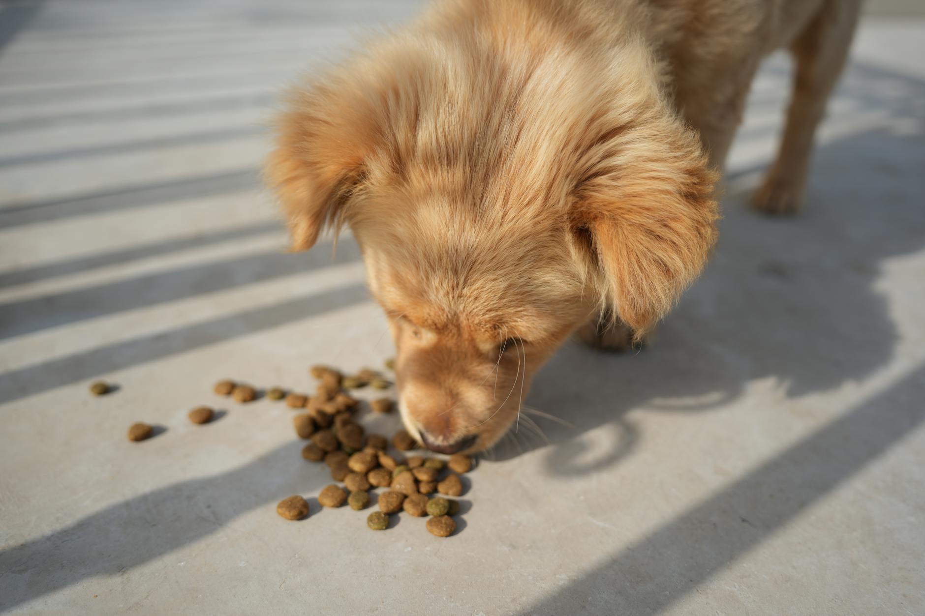 Adorable golden puppy eating kibble on a sunny day outdoors. Perfect for pet-related content.