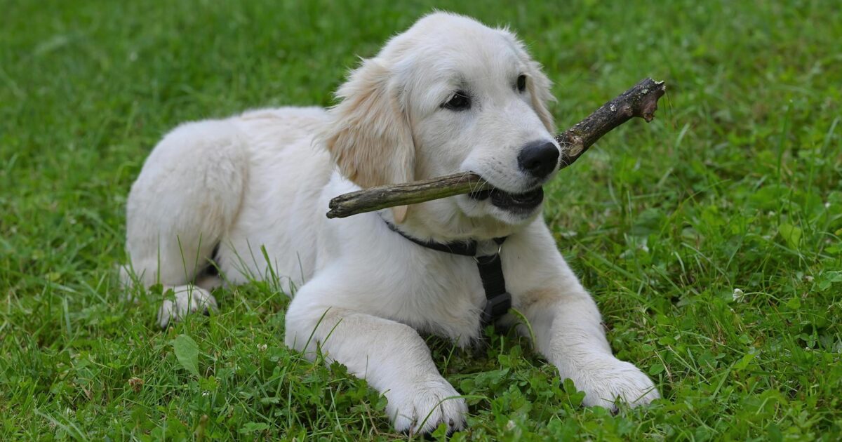 Golden Retriever: características, cuidados e temperamento